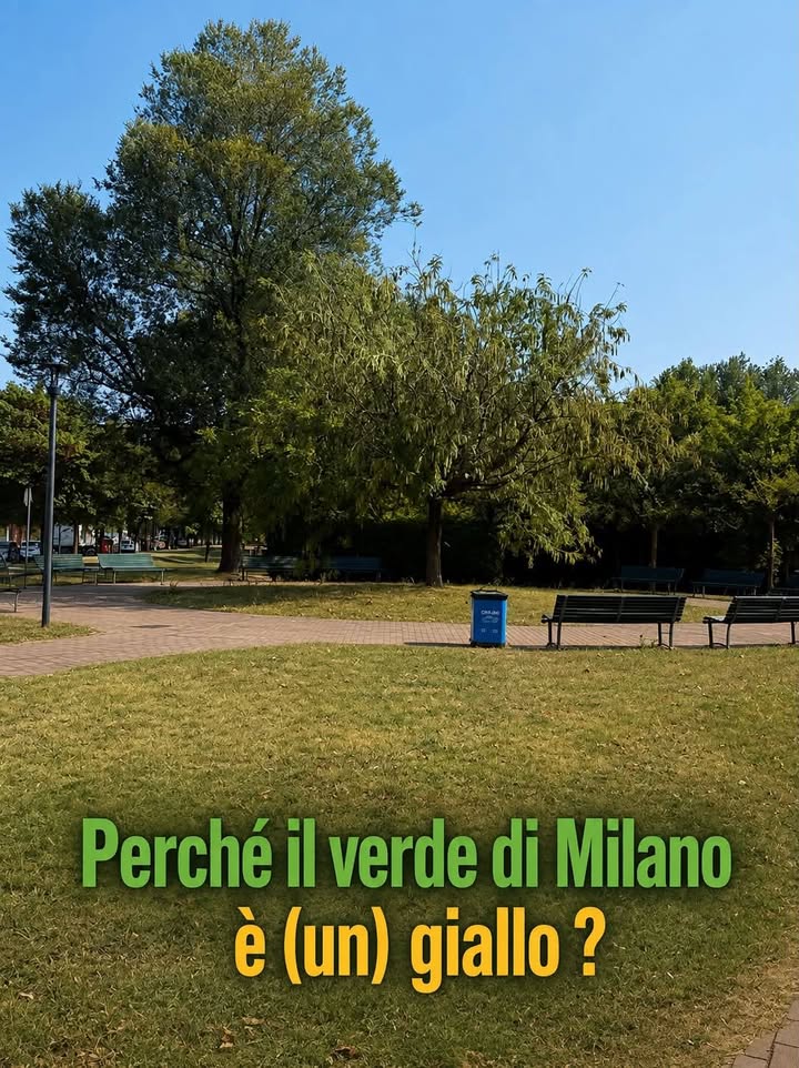 Aiuola pubblica con erba incolta e manutenzione mancante
